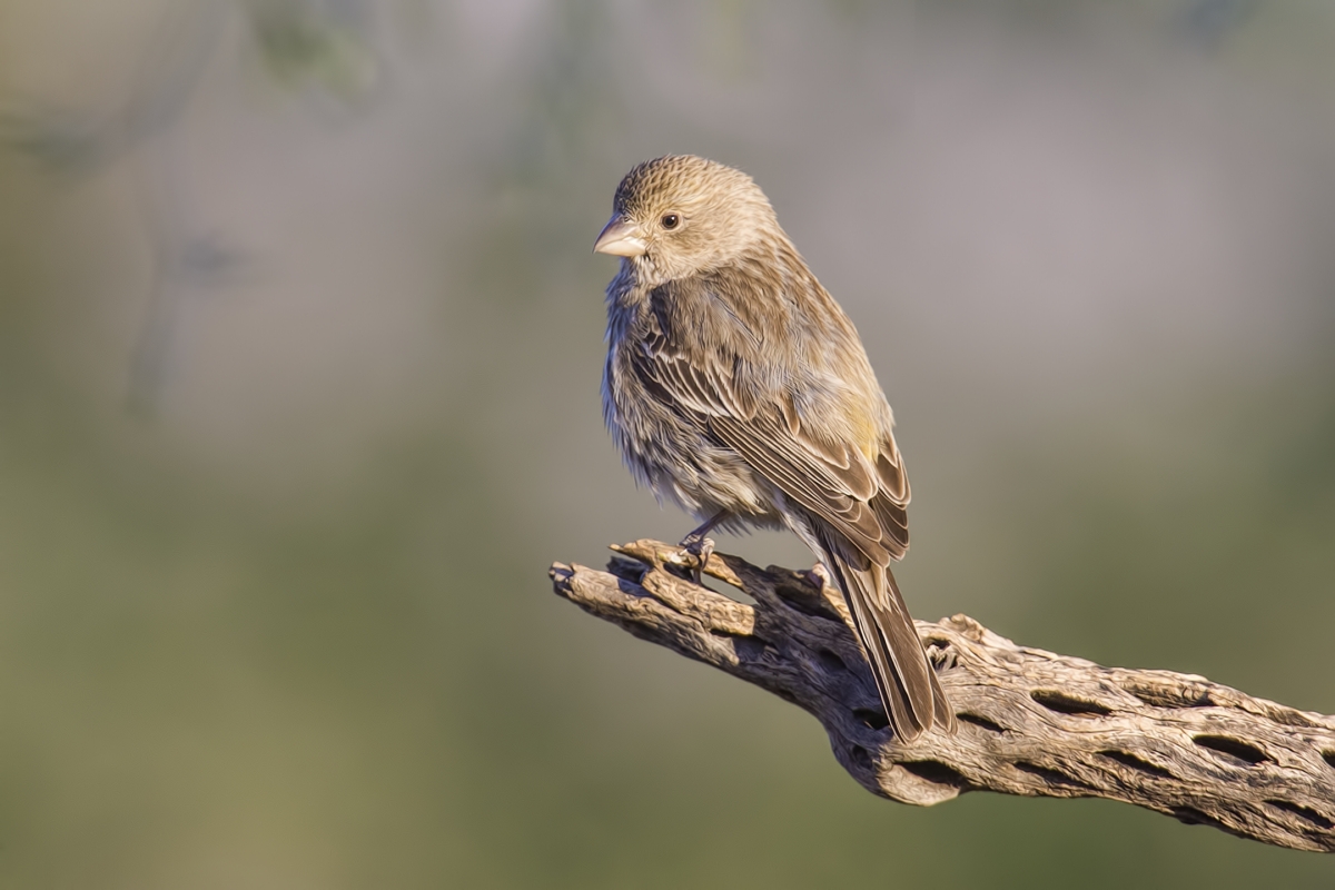 Brewer's Sparrow, Pond at Elephant Head, Amado, Arizona