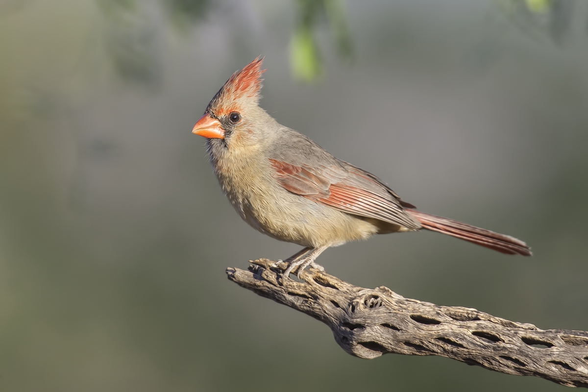 Northern Cardinal (Female), Pond at Elephant Head, Amado, Arizona