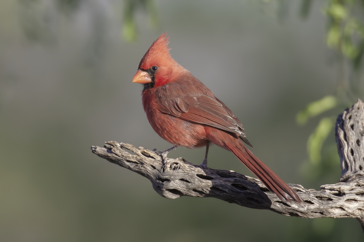 Northern Cardinal (Male), Pond at Elephant Head, Amado, Arizona