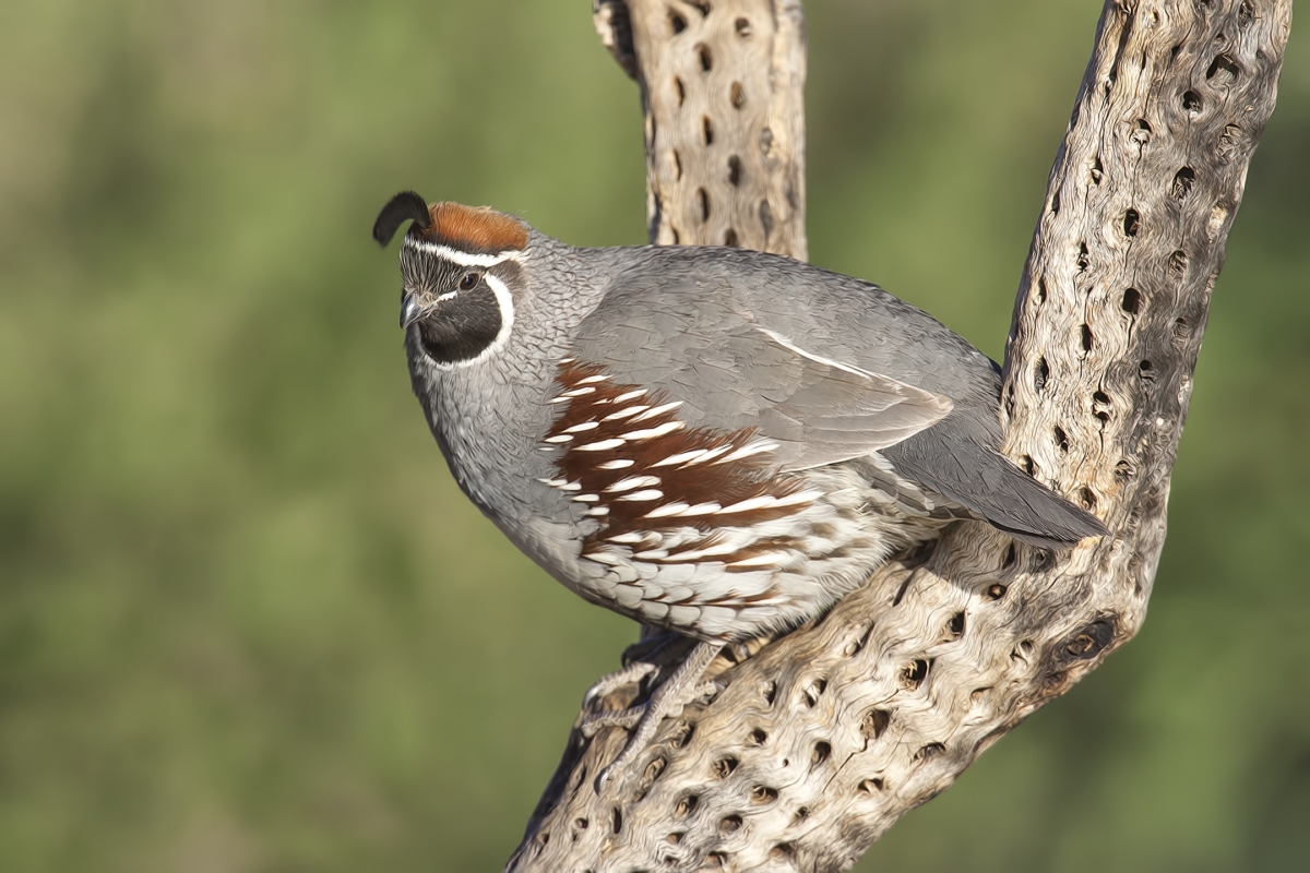 Gambel's Quail (Male), Pond at Elephant Head, Amado, Arizona