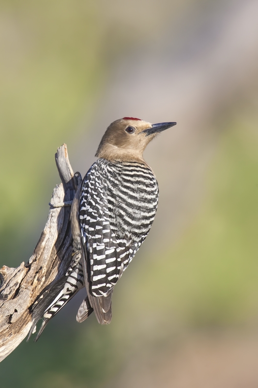 Gila Woodpecker (Male), Pond at Elephant Head, Amado, Arizona