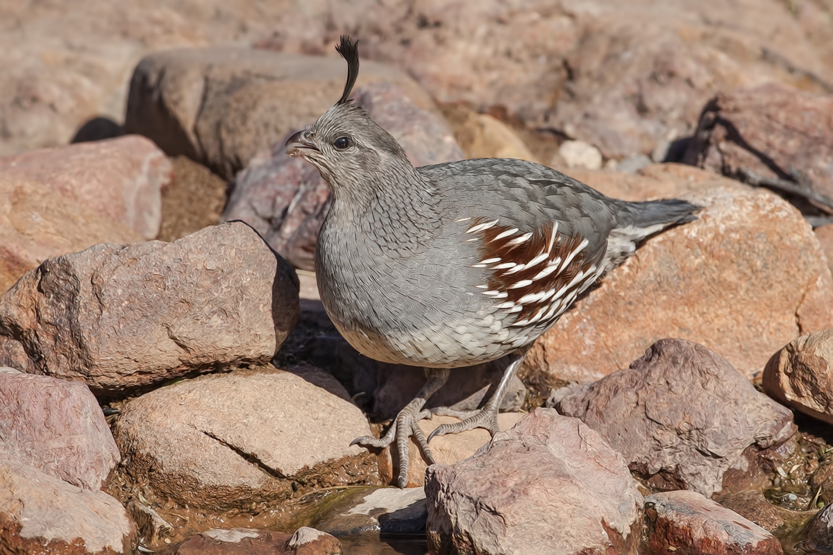 Gambel's Quail (Female), Pond at Elephant Head, Amado, Arizona