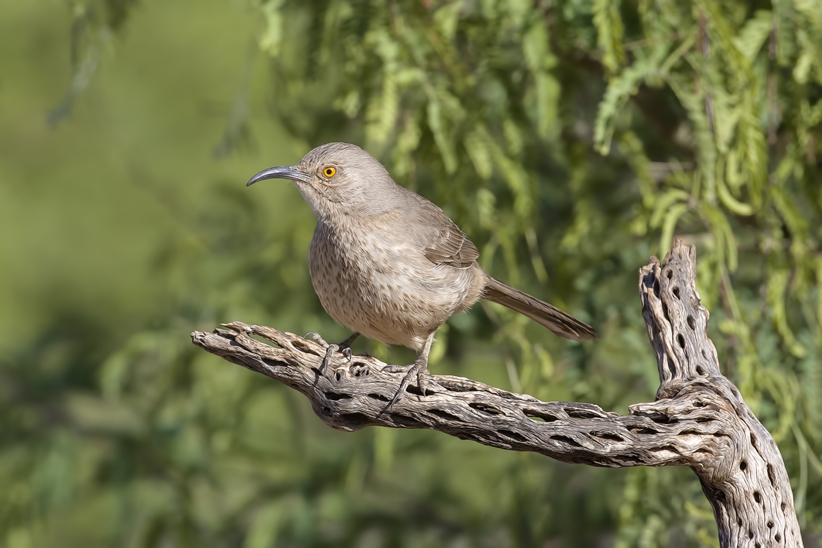 Curve-Billed Thrasher, Pond at Elephant Head, Amado, Arizona