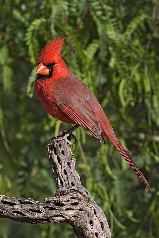 Northern Cardinal (Male), The Pond At Elephant Head, Amado, Arizona