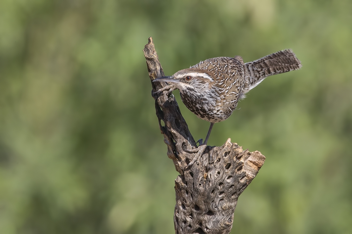 Cactus Wren, Pond at Elephant Head, Amado, Arizona