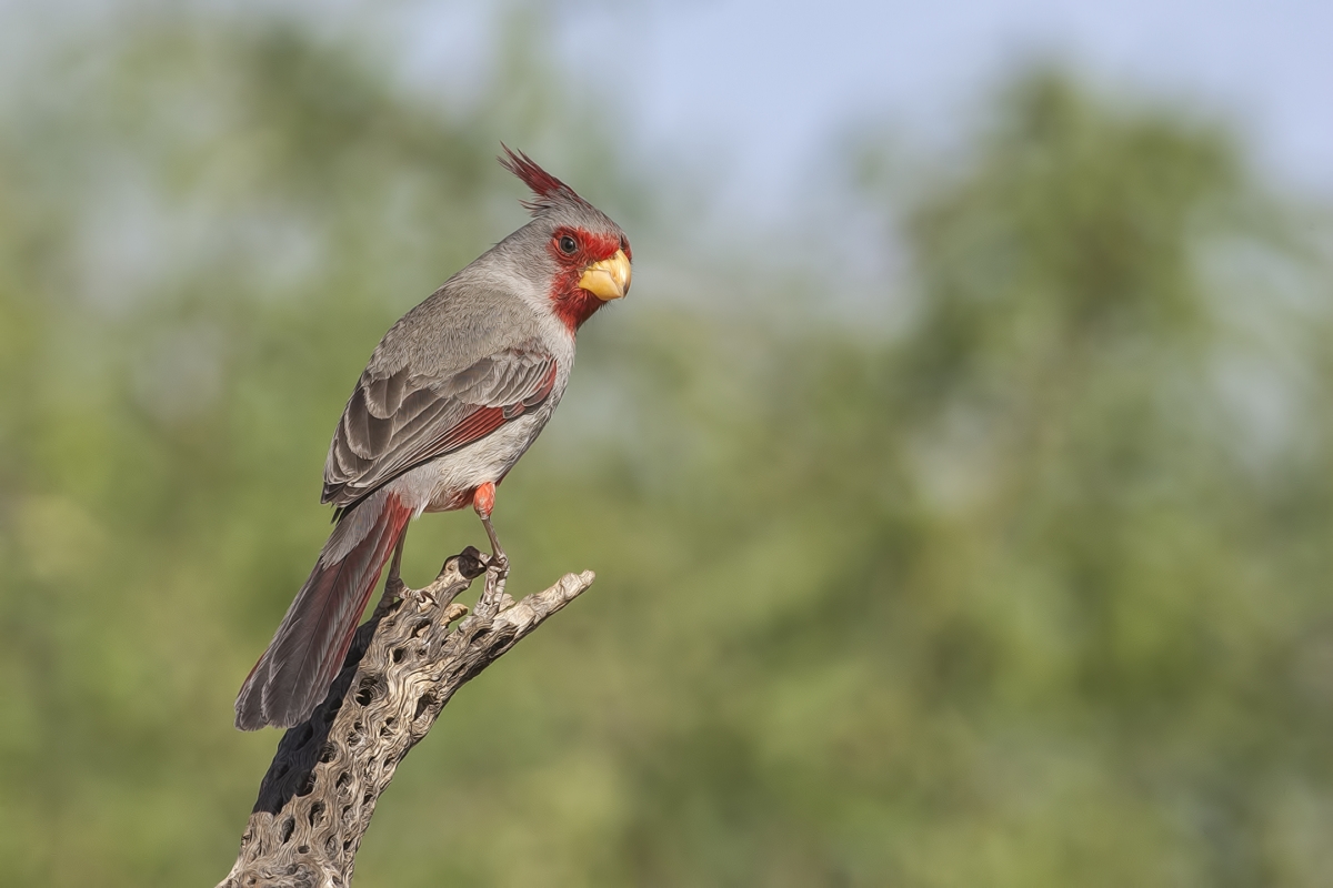 Pyrrhuloxia (Male), Pond at Elephant Head, Amado, Arizona