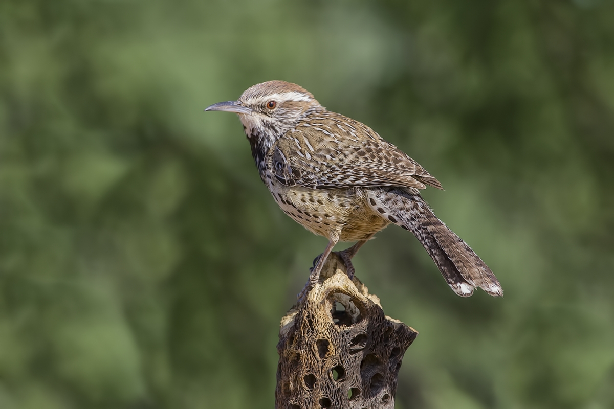 Cactus Wren, Pond at Elephant Head, Amado, Arizona