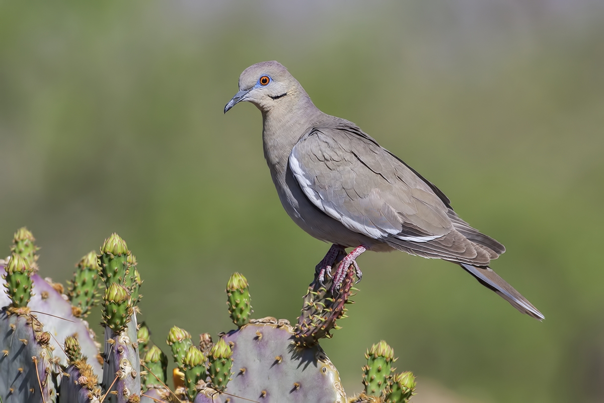 White-Winged Dove, Pond at Elephant Head, Amado, Arizona