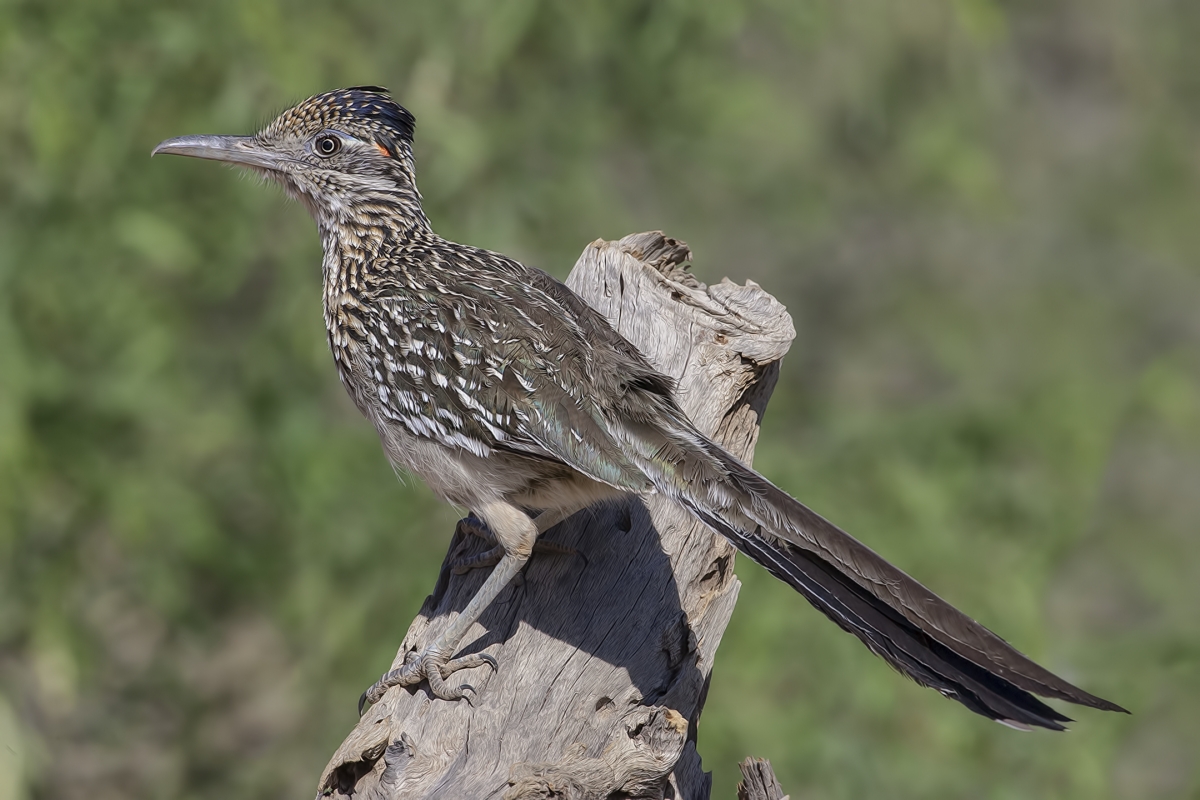 Greater Roadrunner, Pond at Elephant Head, Amado, Arizona