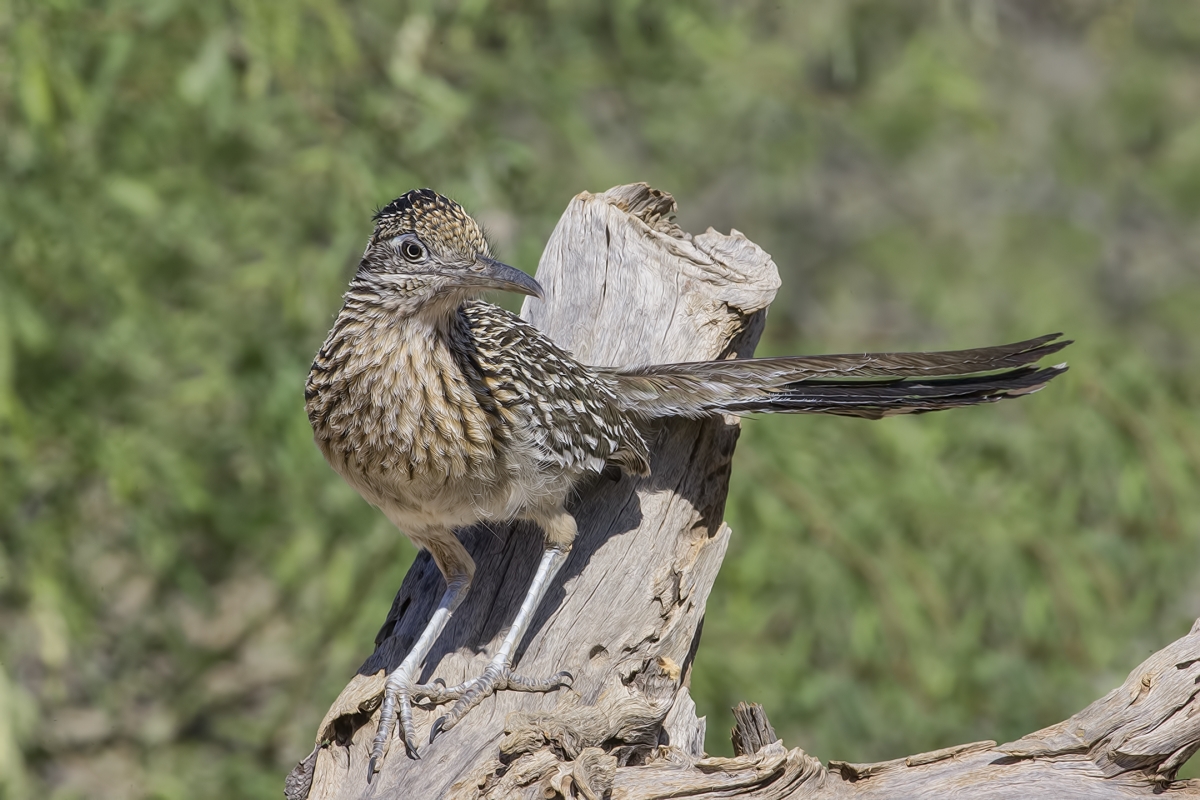 Greater Roadrunner, Pond at Elephant Head, Amado, Arizona