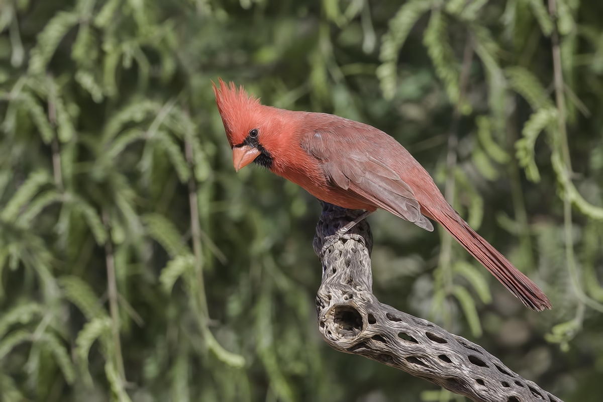 Northern Cardinal (Male), Pond at Elephant Head, Amado, Arizona