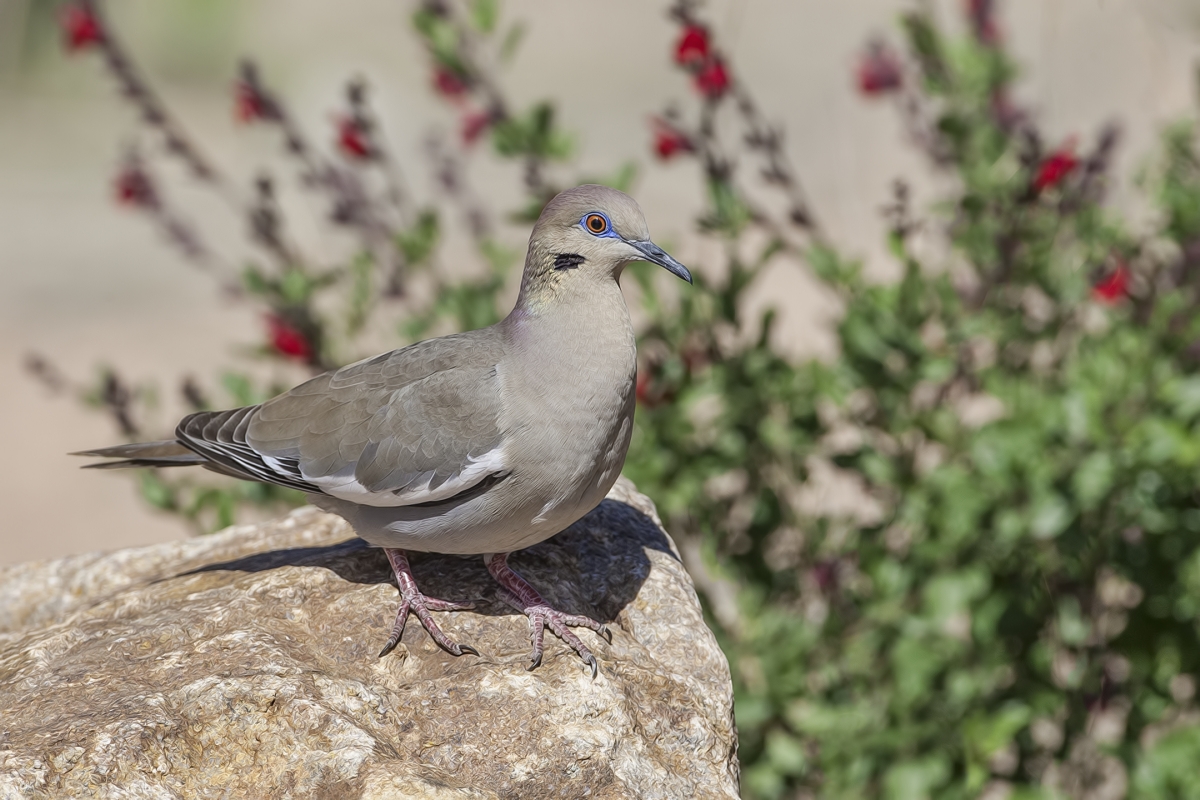 White-Winged Dove, Pond at Elephant Head, Amado, Arizona