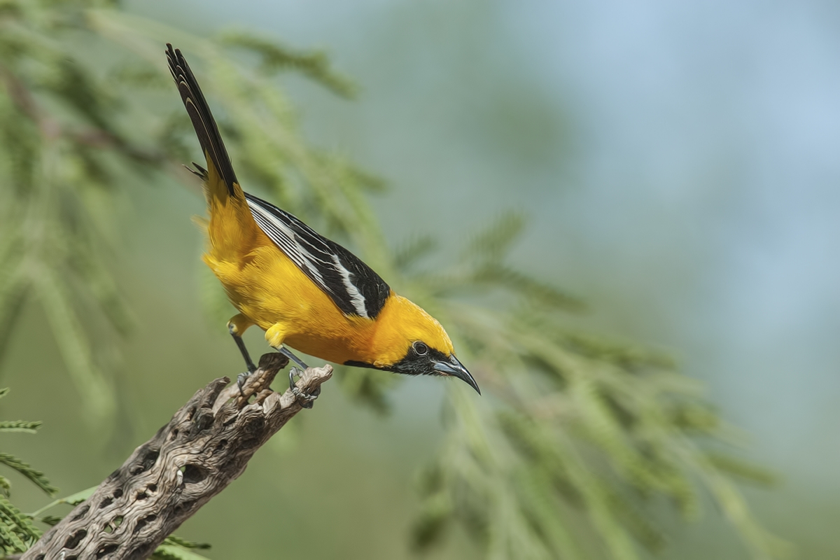 Hooded Oriole (Male), Pond at Elephant Head, Amado, Arizona