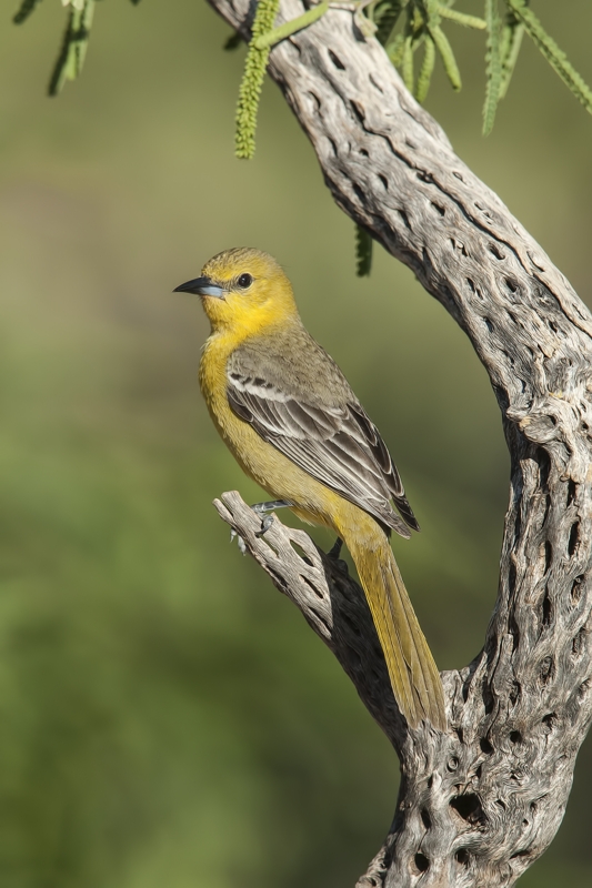 Hooded Oriole (Female), Pond at Elephant Head, Amado, Arizona