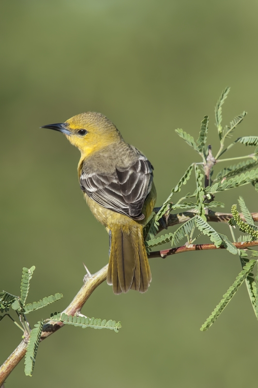 Hooded Oriole (Female), Pond at Elephant Head, Amado, Arizona