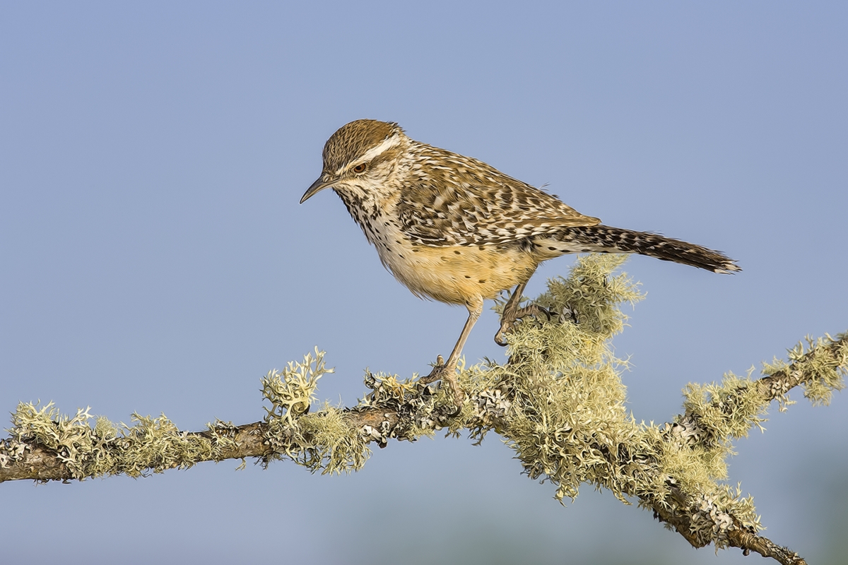 Cactus Wren, Pond at Elephant Head, Amado, Arizona