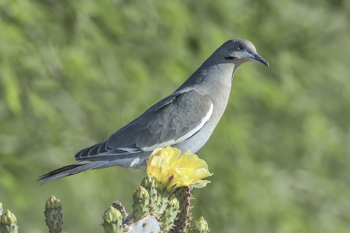 White-Winged Dove, Pond at Elephant Head, Amado, Arizona