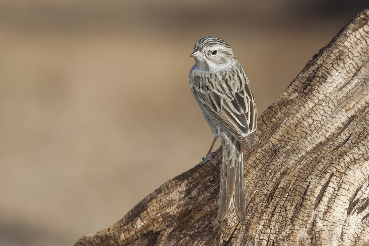 Brewer's Sparrow, Pond at Elephant Head, Amado, Arizona