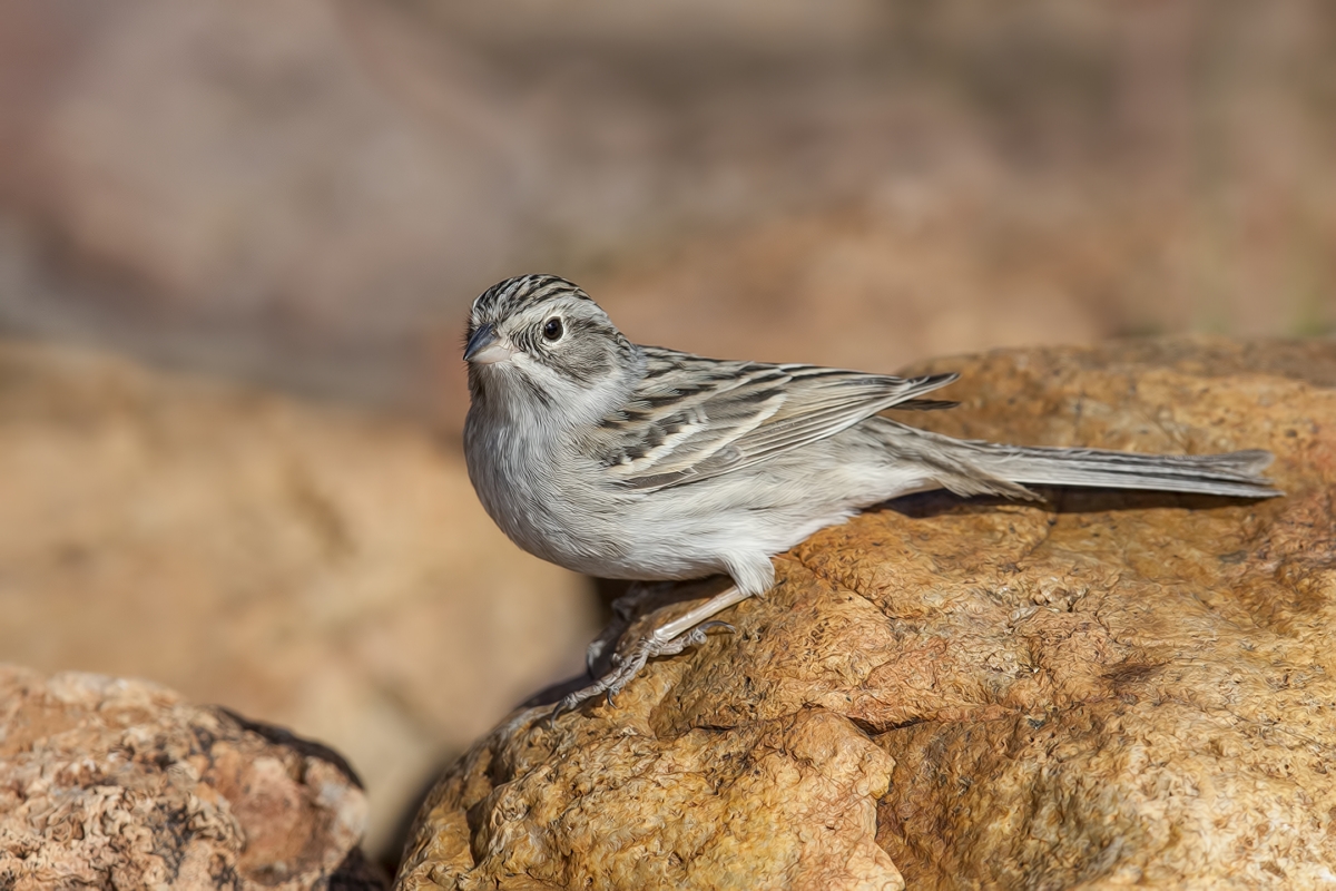 Brewer's Sparrow, Pond at Elephant Head, Amado, Arizona