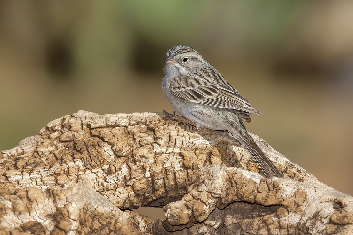 Brewer's Sparrow, Pond at Elephant Head, Amado, Arizona