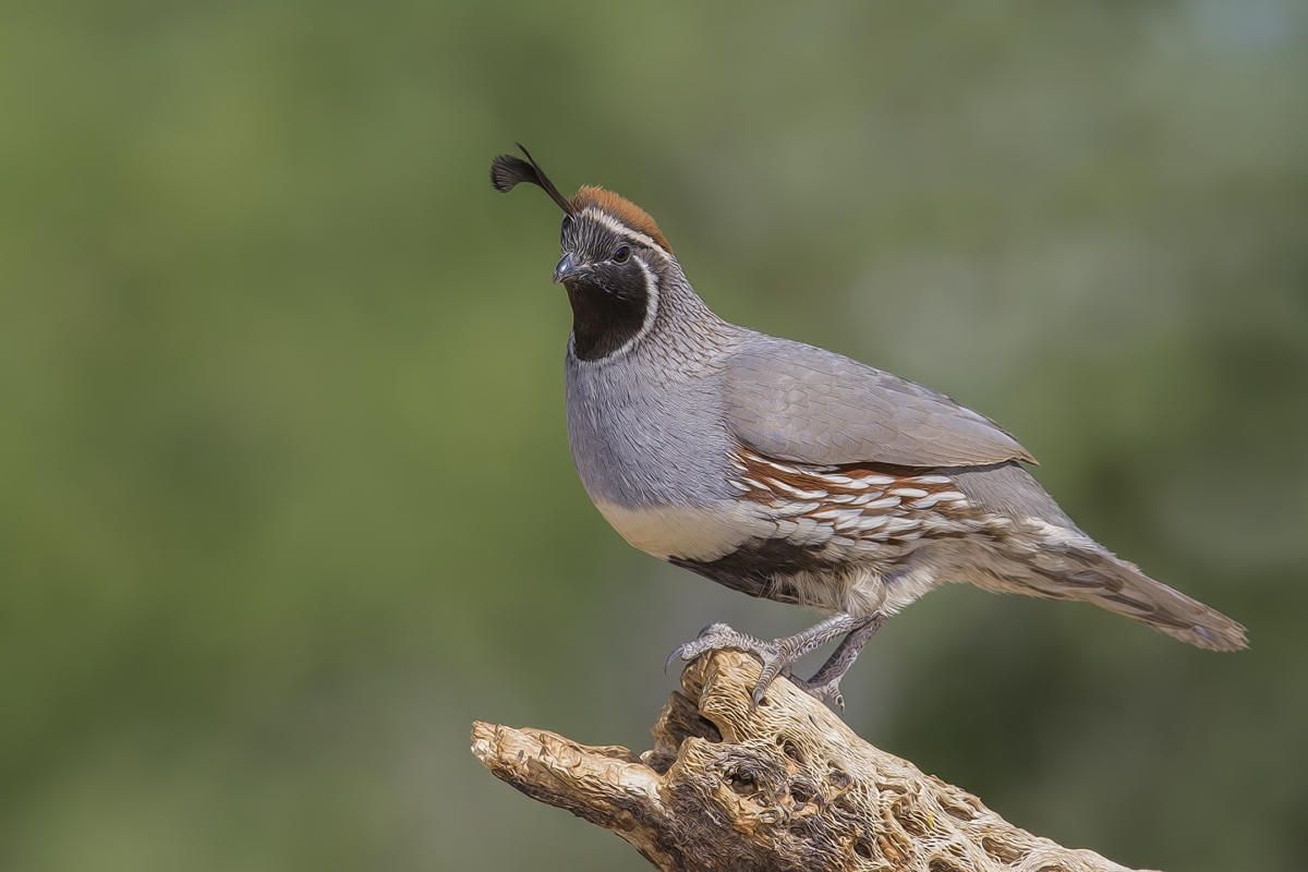 Gambel's Quail (Male), Pond at Elephant Head, Amado, Arizona