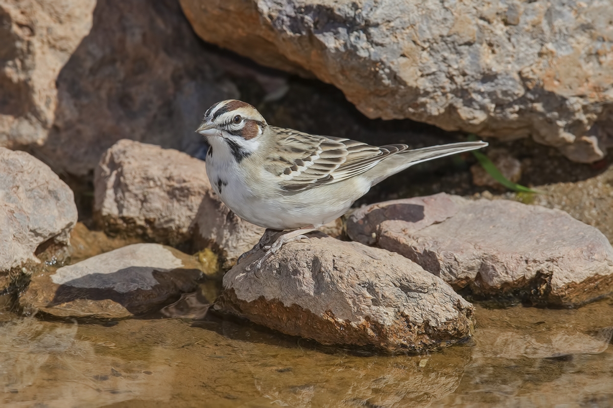 Lark Sparrow, Pond at Elephant Head, Amado, Arizona