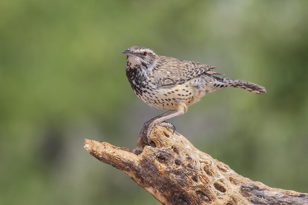 Cactus Wren, Pond at Elephant Head, Amado, Arizona