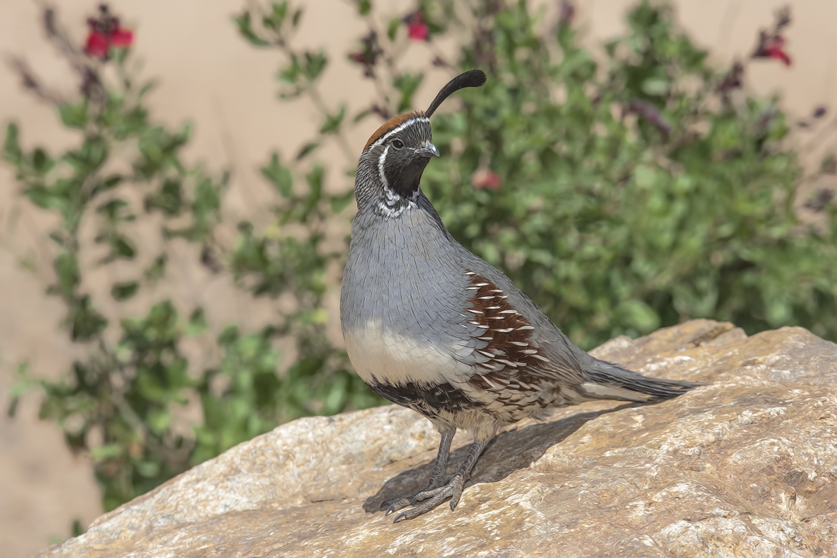 Gambel's Quail (Male), Pond at Elephant Head, Amado, Arizona