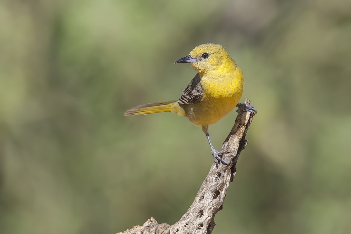 Hooded Oriole (Female), Pond at Elephant Head, Amado, Arizona