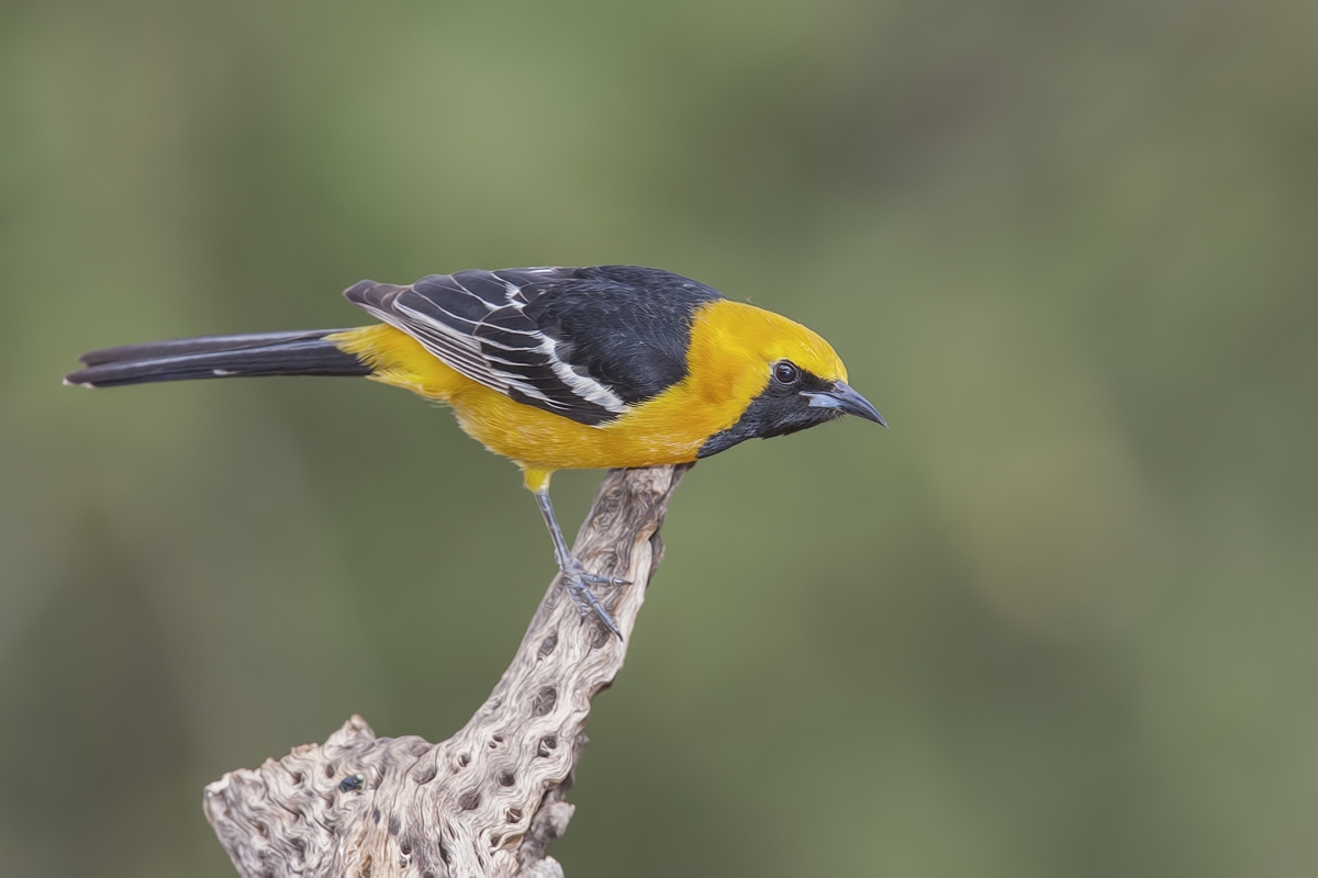 Hooded Oriole (Male), Pond at Elephant Head, Amado, Arizona