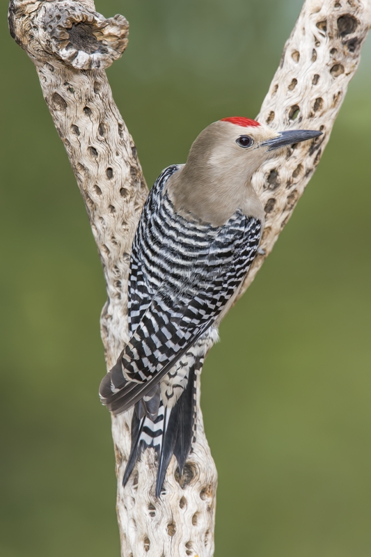 Gila Woodpecker (Male), Pond at Elephant Head, Amado, Arizona