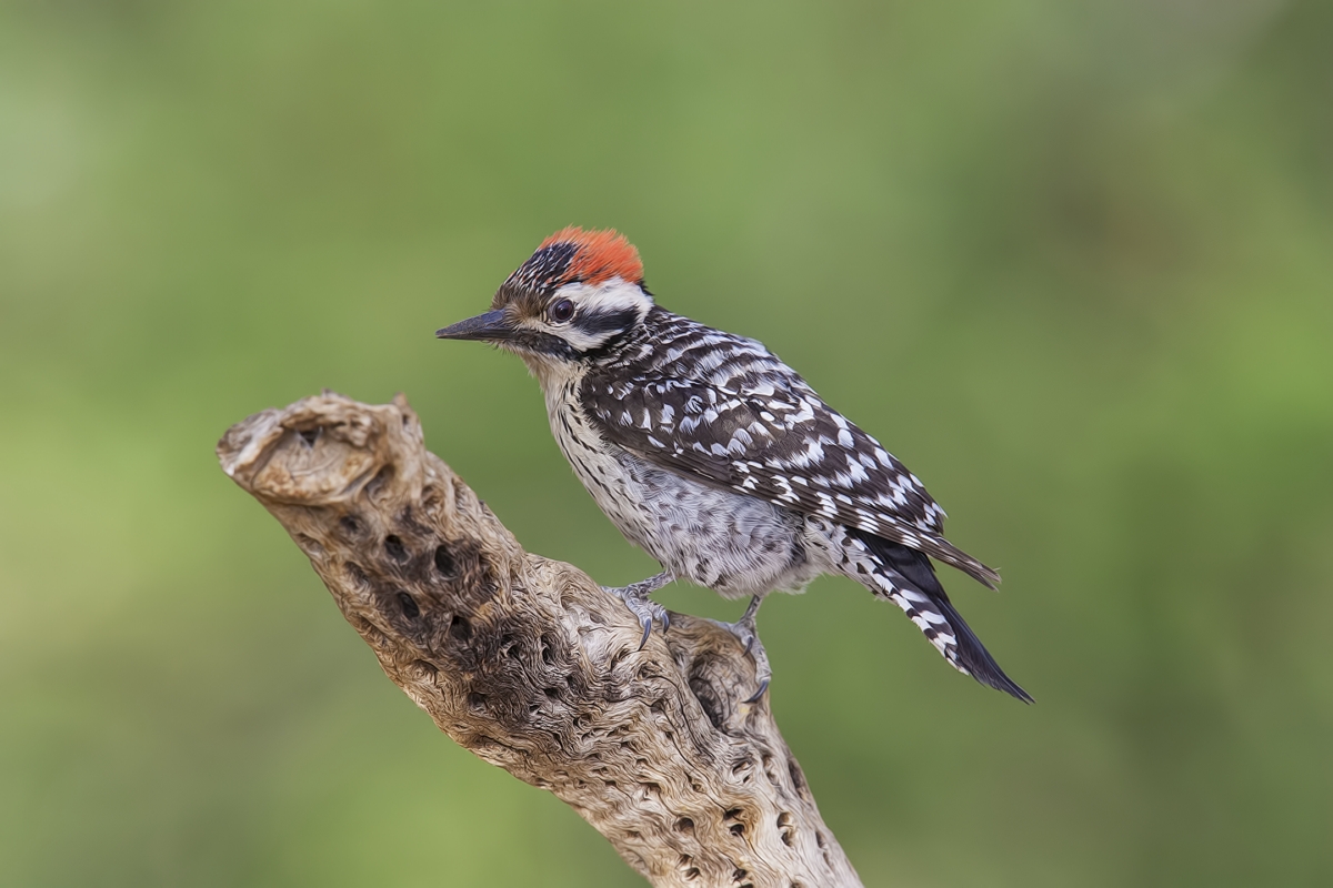 Ladder-Backed Woodpecker (Male), Pond at Elephant Head, Amado, Arizona