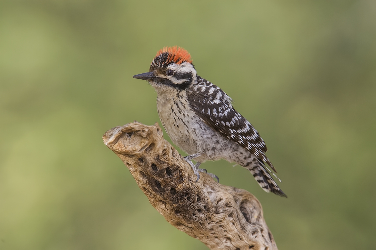 Ladder-Backed Woodpecker (Male), Pond at Elephant Head, Amado, Arizona