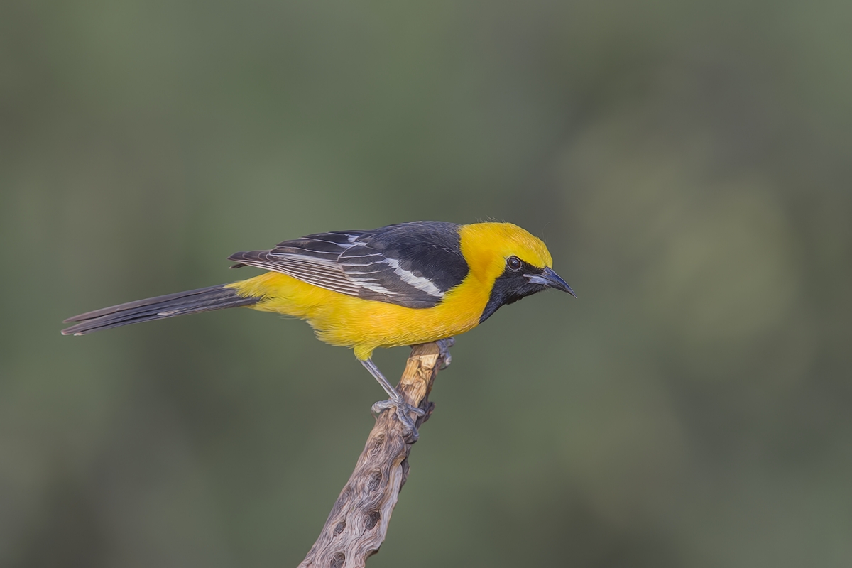 Hooded Oriole (Male), Pond at Elephant Head, Amado, Arizona