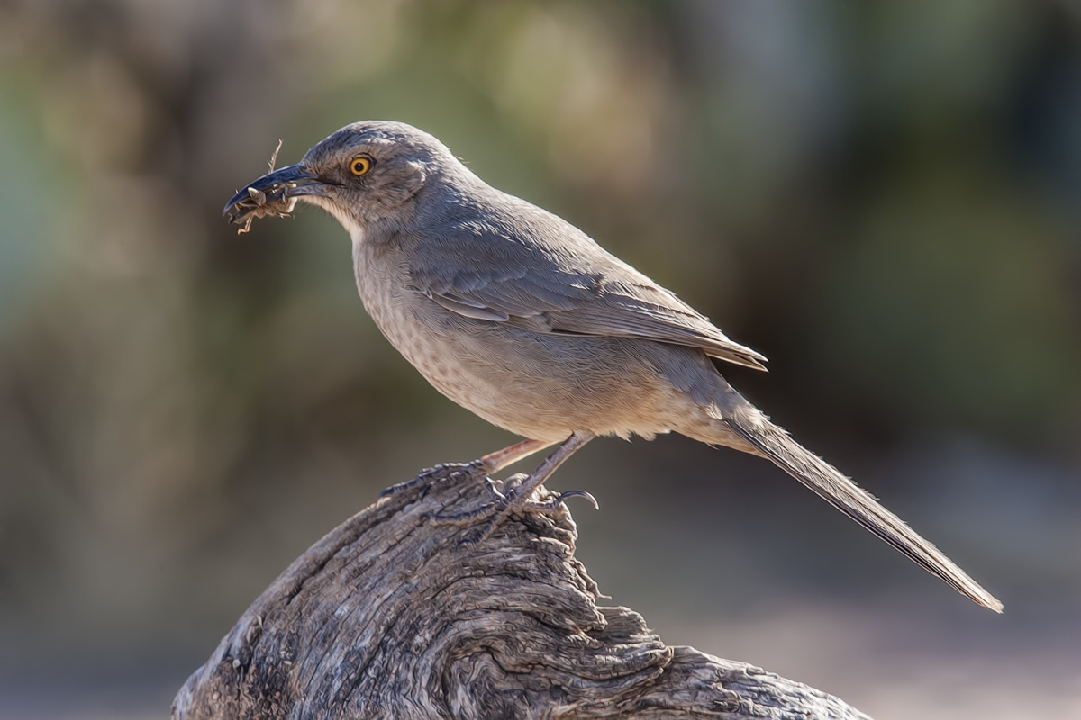 Curve-Billed Thrasher, Pond at Elephant Head, Amado, Arizona