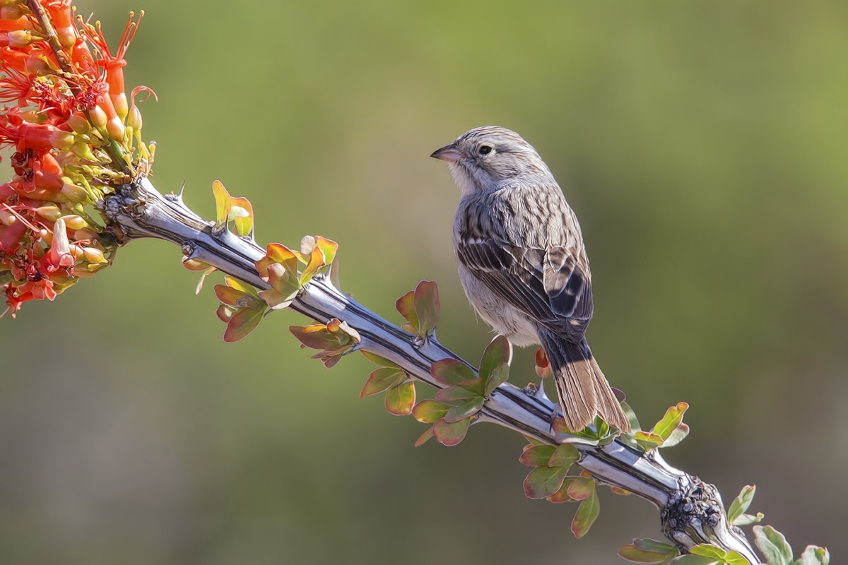 Brewer's Sparrow, Pond at Elephant Head, Amado, Arizona