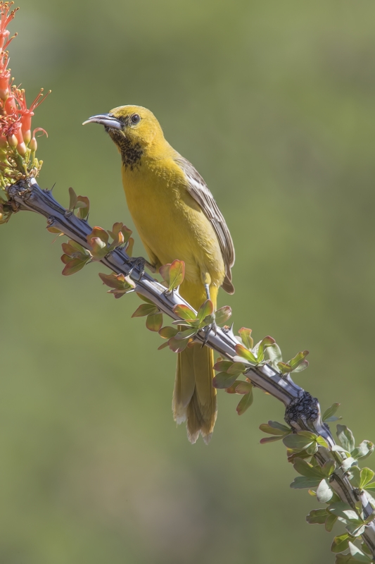 Hooded Oriole (Juvenile), Pond at Elephant Head, Amado, Arizona