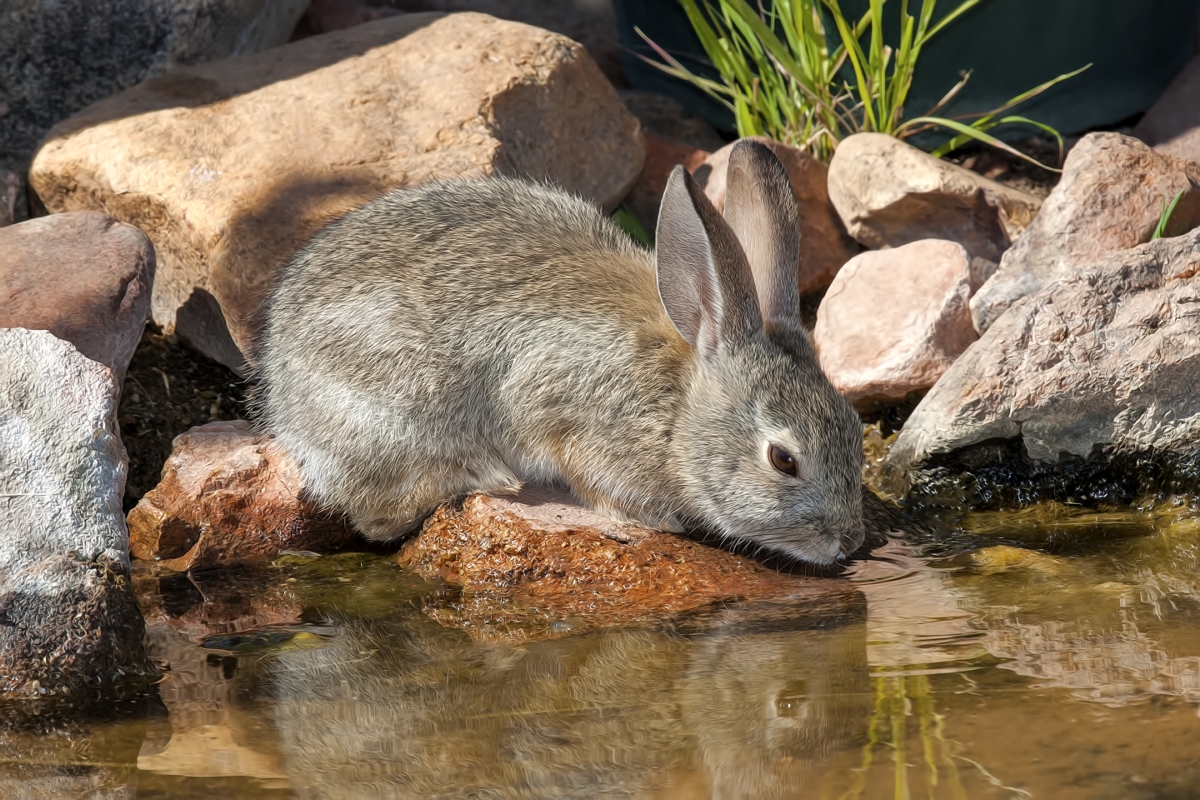 Desert Cottontail, Pond at Elephant Head, Amado, Arizona