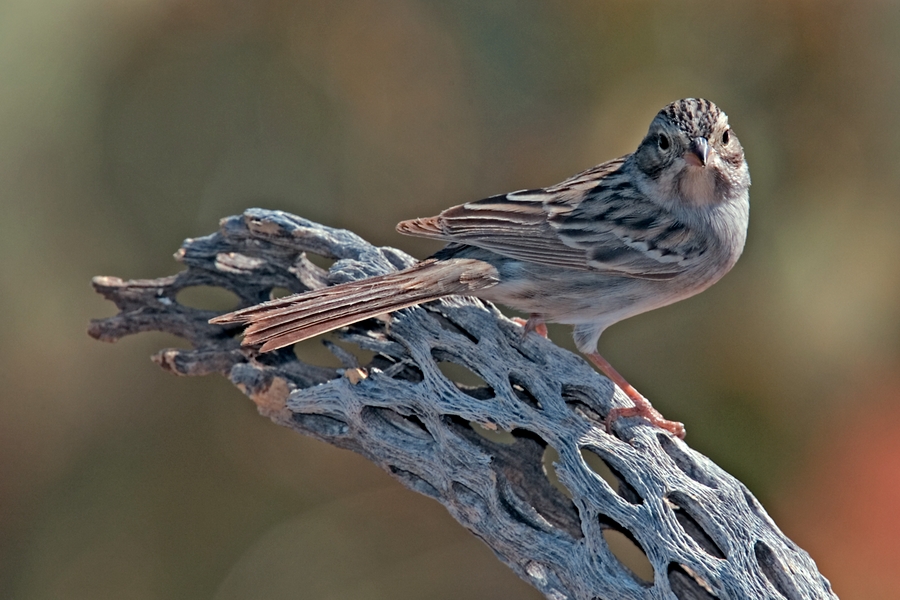 Brewer's Sparrow, The Pond At Elephant Head, Amado, Arizona