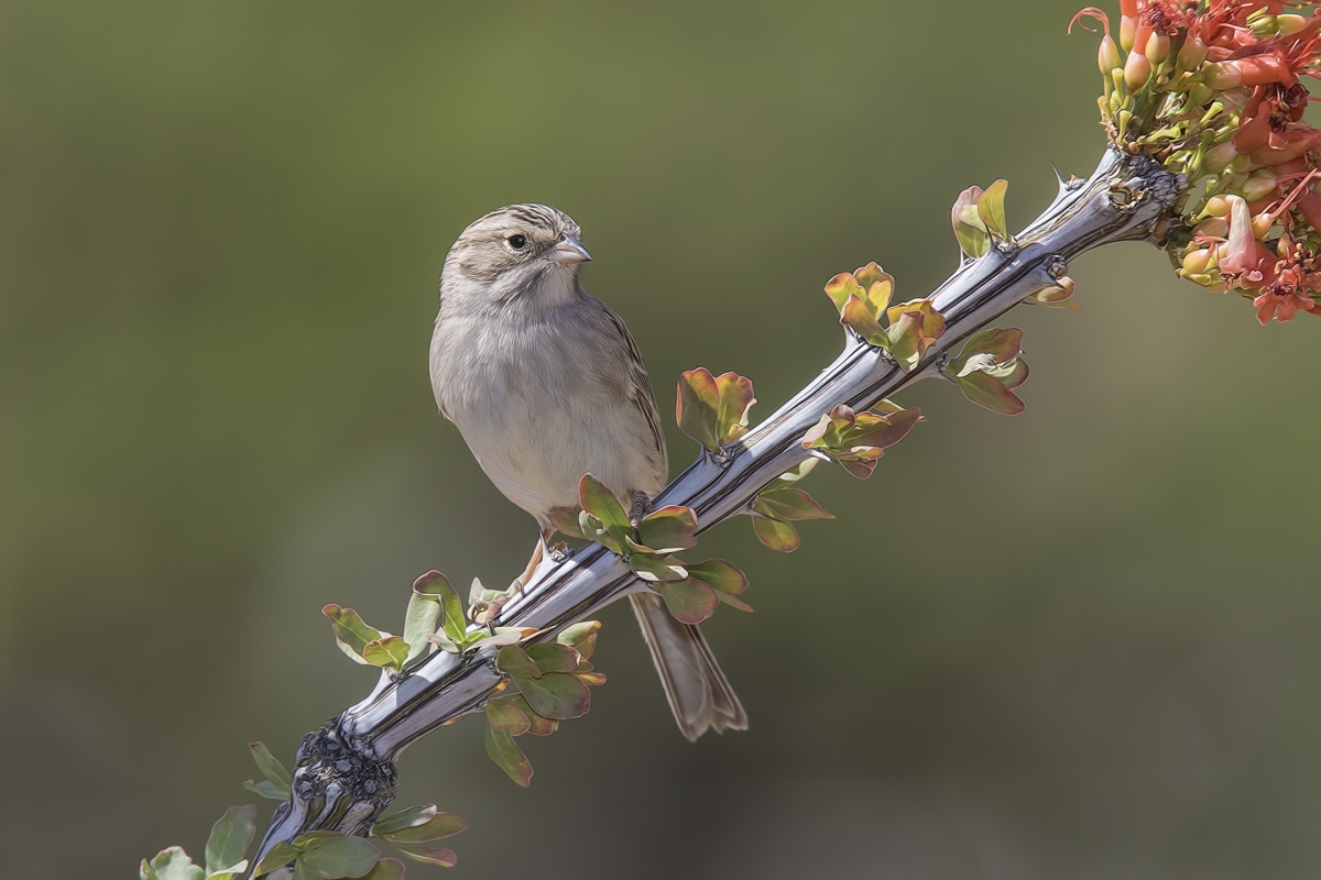 Brewer's Sparrow, Pond at Elephant Head, Amado, Arizona