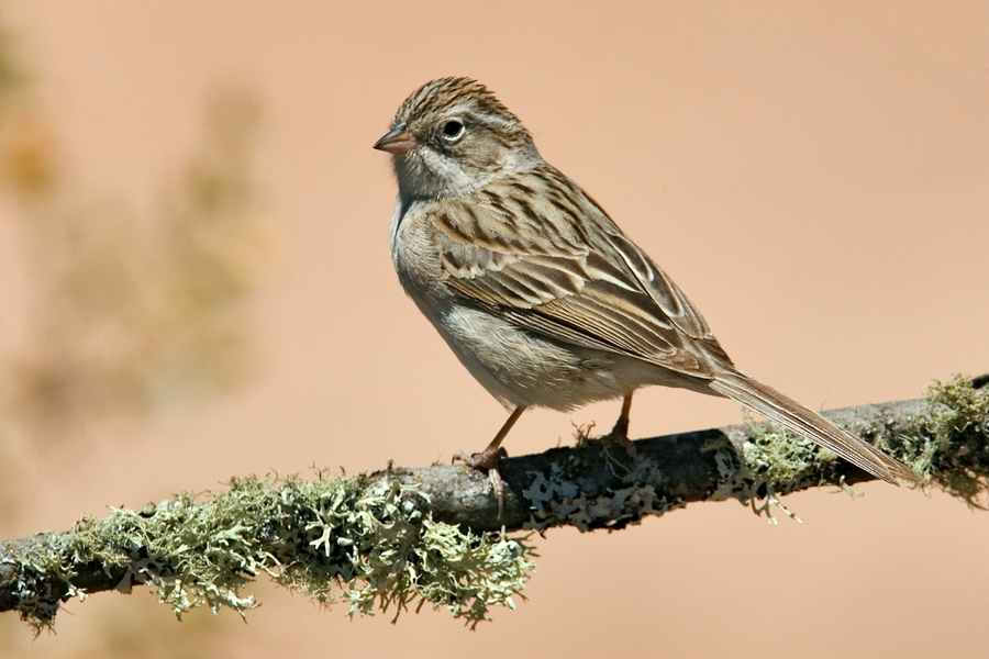 Brewer's Sparrow, The Pond At Elephant Head, Amado, Arizona