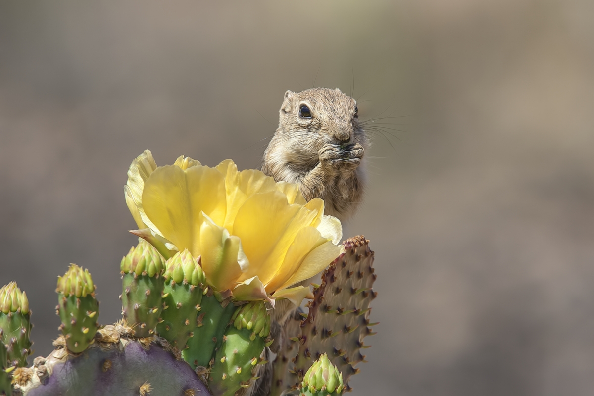 Harris's Antelope Ground Squirrel, Pond at Elephant Head, Amado, Arizona