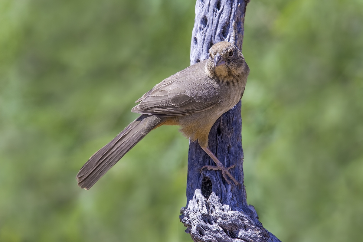 Canyon Towhee, Pond at Elephant Head, Amado, Arizona