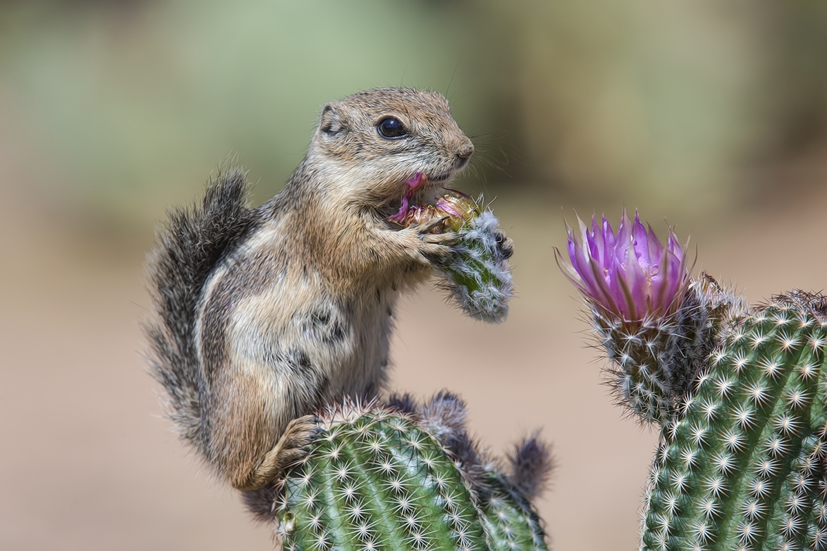 Harris's Antelope Ground Squirrel, Pond at Elephant Head, Amado, Arizona