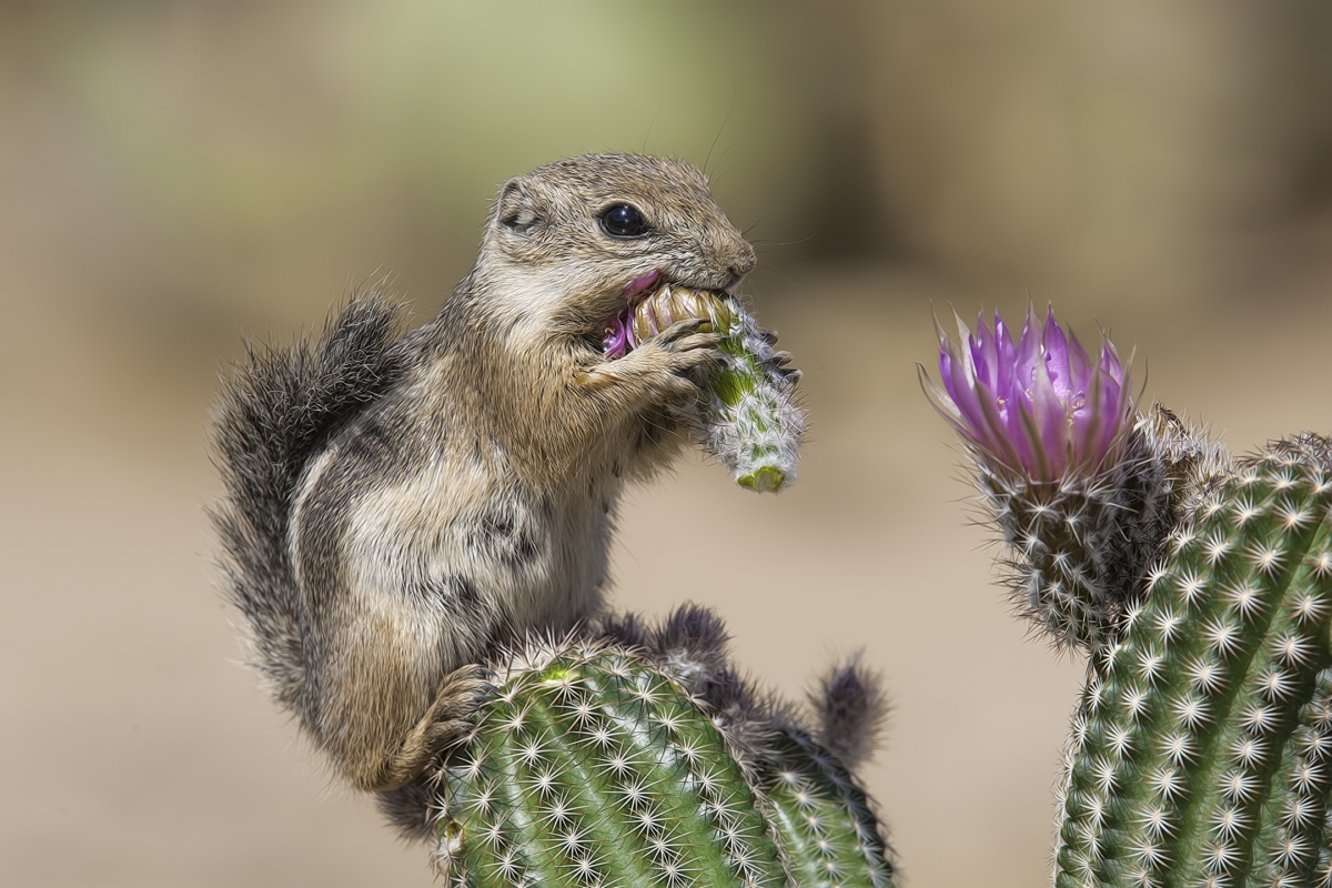 Harris's Antelope Ground Squirrel, Pond at Elephant Head, Amado, Arizona