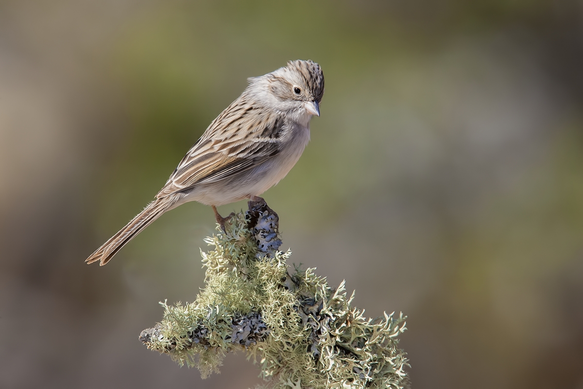 Brewer's Sparrow, Pond at Elephant Head, Amado, Arizona