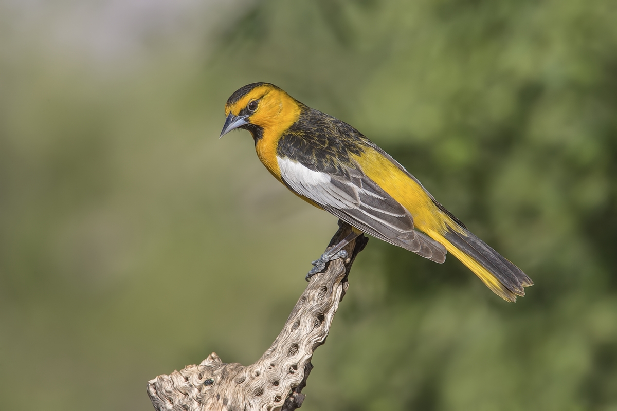 Bullock's Oriole (Male), Pond at Elephant Head, Amado, Arizona