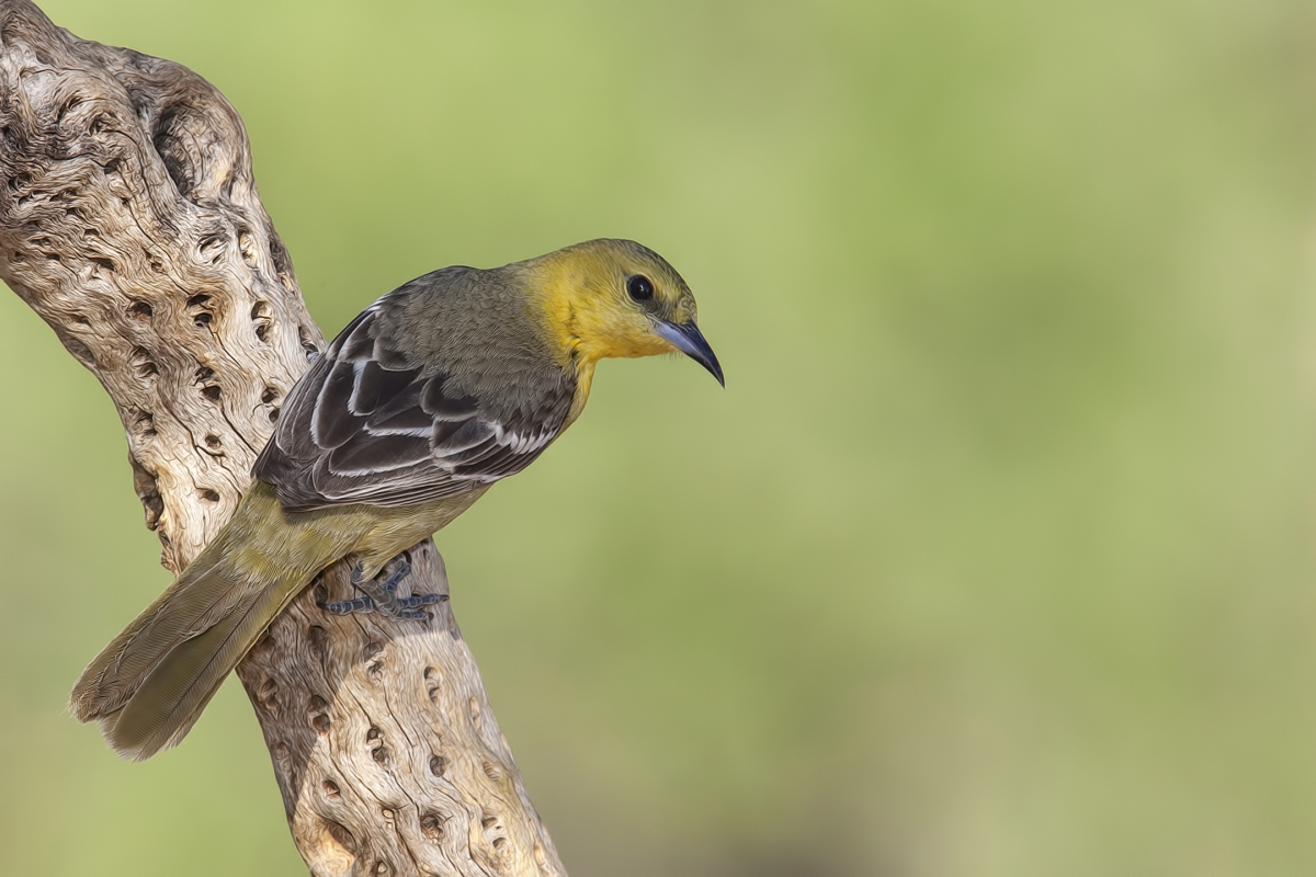 Hooded Oriole (Female), Pond at Elephant Head, Amado, Arizona