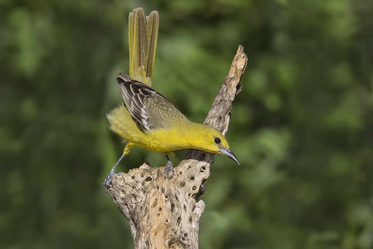 Hooded Oriole (Female), Pond at Elephant Head, Amado, Arizona