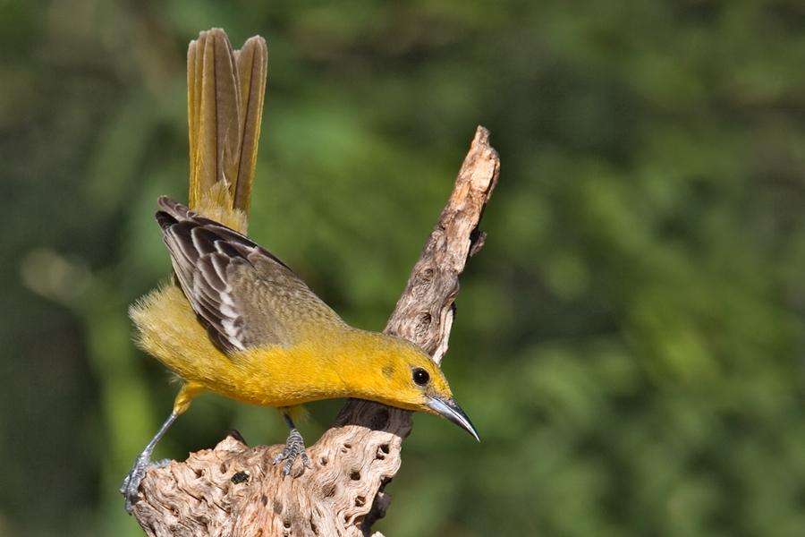 Hooded Oriole (Female), The Pond At Elephant Head, Amado, Arizona